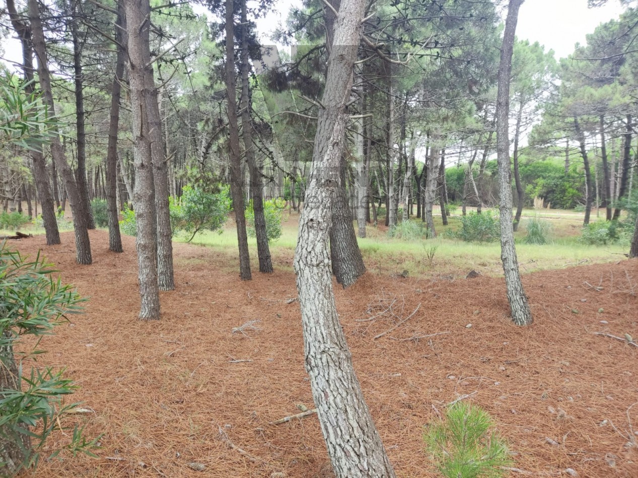 Lote