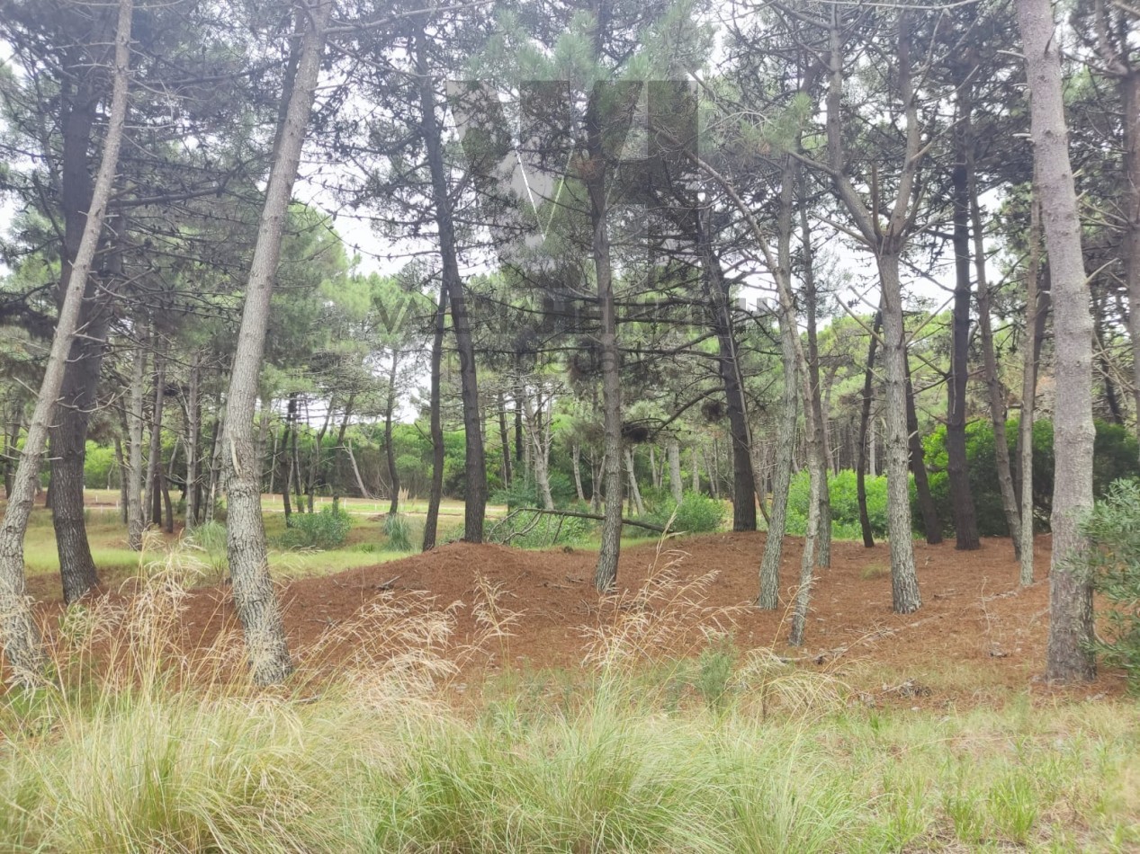Lote