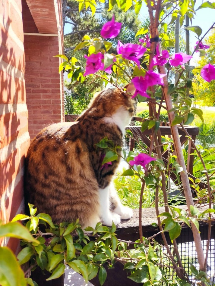 Venta departamento Ostende mar Robette cochera oportunidad